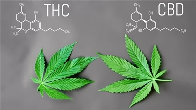 Vad är skillnaden mellan THC och CBD