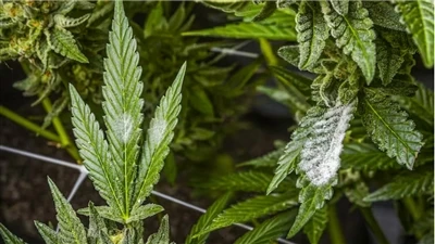 Hur man hittar kvalitets-CBD-produkter