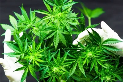 Hur påverkar cannabisanvändning hjärnans hälsa? Försiktighet rekommenderas, m...