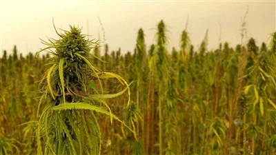 Nyheter om CBD: Kanadensiska cannabisföretag backar från USA:s hampa CBD-marknad