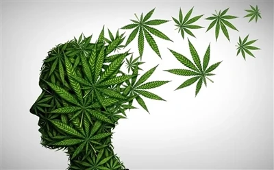 Hur man använder CBD-olja för optimala fördelar: Fullständig guide?